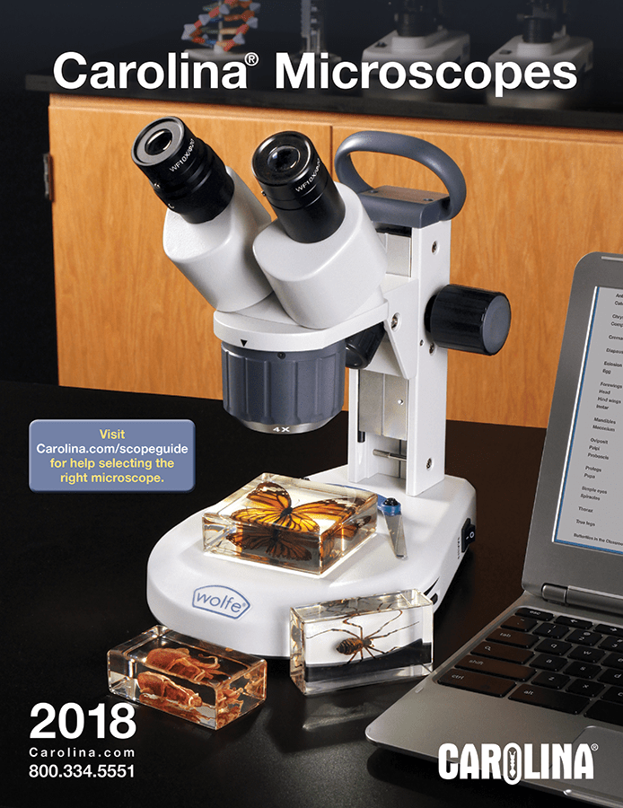 Image of microscope in lab setting with butterfly encased in plasomount on microscope stage, squid plastomount and spider plastomount at base of microscope, computer laptop open to a page of definitions beside microscope